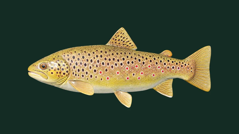 Große Bachforelle mit goldener Haut sowie dunklen und roten Punkten